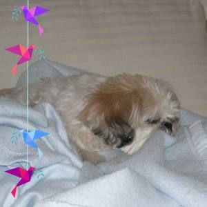 Meet your Posher, Janet